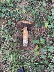 Boletus fibrillosus