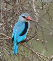 Halcyon senegalensis