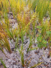 Thesium frisea frisea