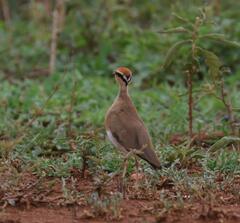 Cursorius temminckii