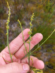 Thesium frisea frisea