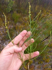 Thesium frisea frisea