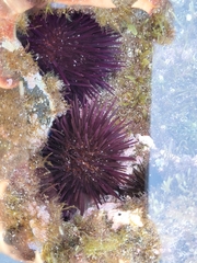 Paracentrotus lividus