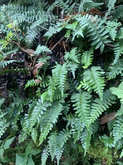 Polypodium appalachianum