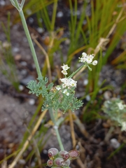 Dasispermum grandicarpum
