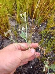 Dasispermum grandicarpum