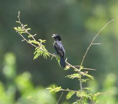 Euplectes albonotatus