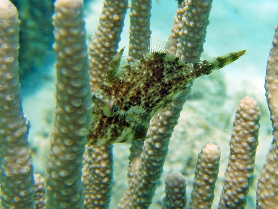 Leatherjacket (Stephanolepis setifer) — Monacanthidae