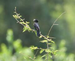 Euplectes albonotatus