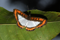 Nymphidium caricae