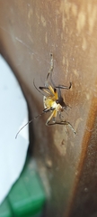 Chauliognathus cinguliventris
