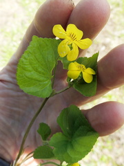 Viola glabella