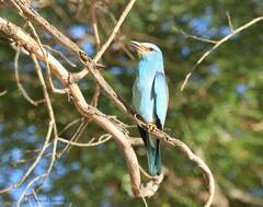 Coracias garrulus