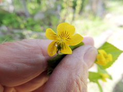 Viola glabella