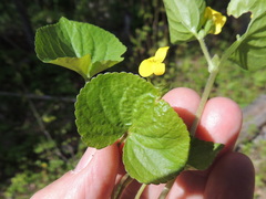 Viola glabella