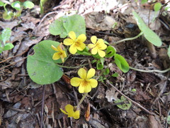 Viola orbiculata