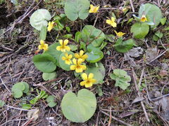 Viola orbiculata