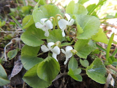 Viola renifolia