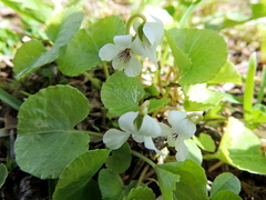 Viola renifolia
