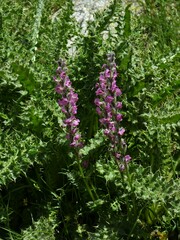 Pedicularis rostratospicata