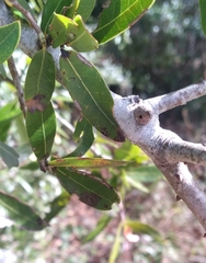 Callirhytis quercusventricosa
