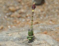 Paragomphus genei