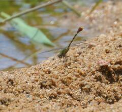 Paragomphus genei