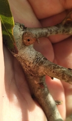 Callirhytis quercusventricosa