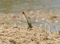 Paragomphus genei