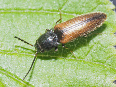 Elaterinae