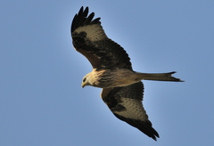 Milvus milvus milvus