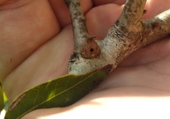 Callirhytis quercusventricosa