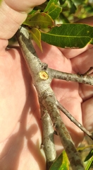 Callirhytis quercusventricosa
