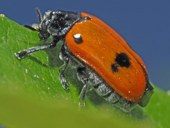 Clytra quadripunctata
