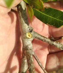 Callirhytis quercusventricosa