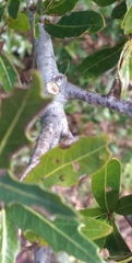 Callirhytis quercusventricosa