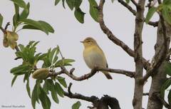 Phylloscopus sibilatrix