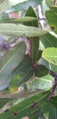 Callirhytis quercusventricosa
