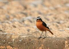 Phoenicurus moussieri