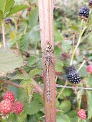 Rhionaeschna diffinis