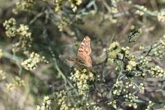 Baccharis articulata
