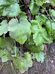 Heuchera micrantha