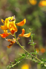 Adenocarpus anisochilus