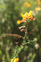 Adenocarpus anisochilus
