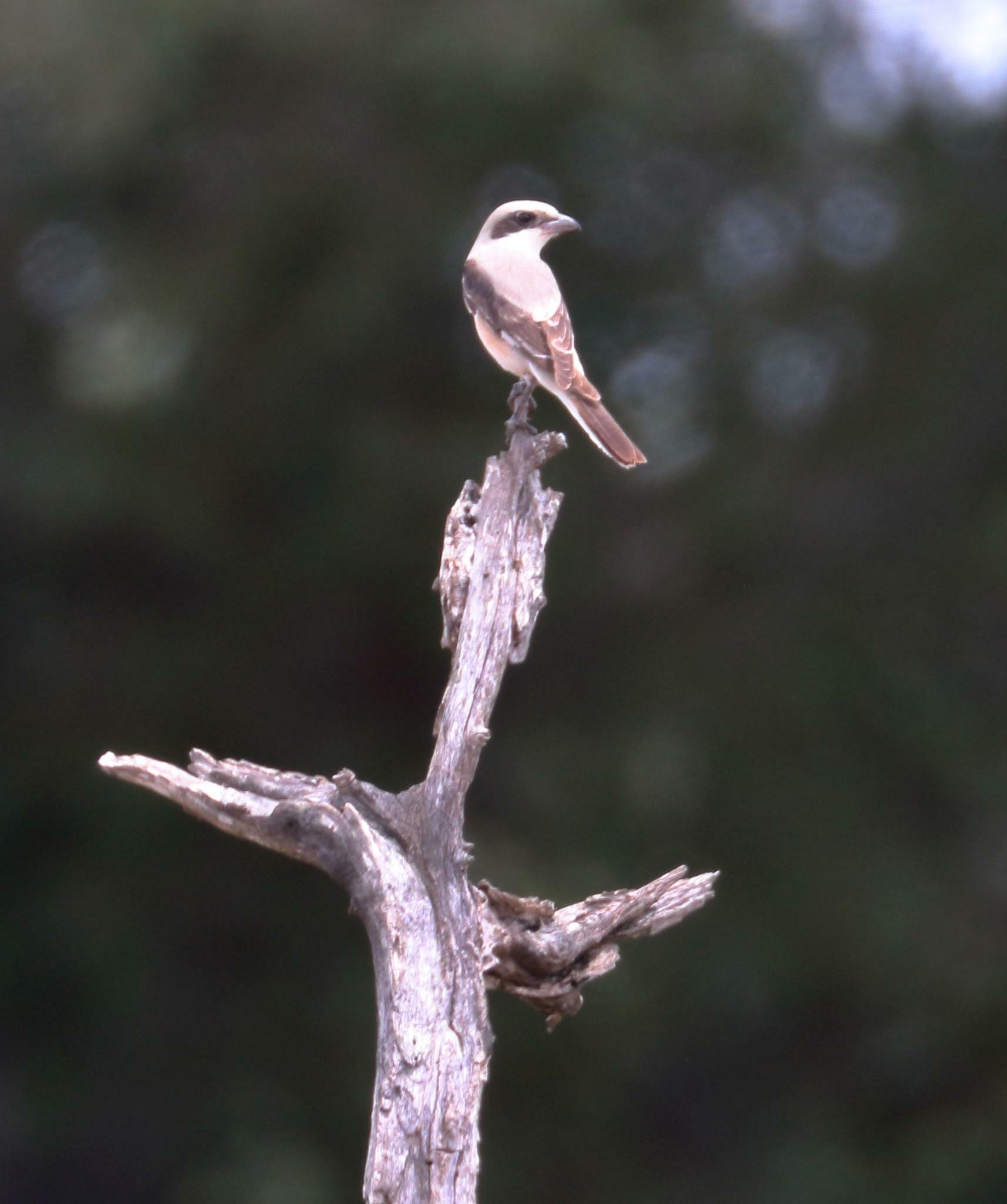 Lesser Grey Shrike
