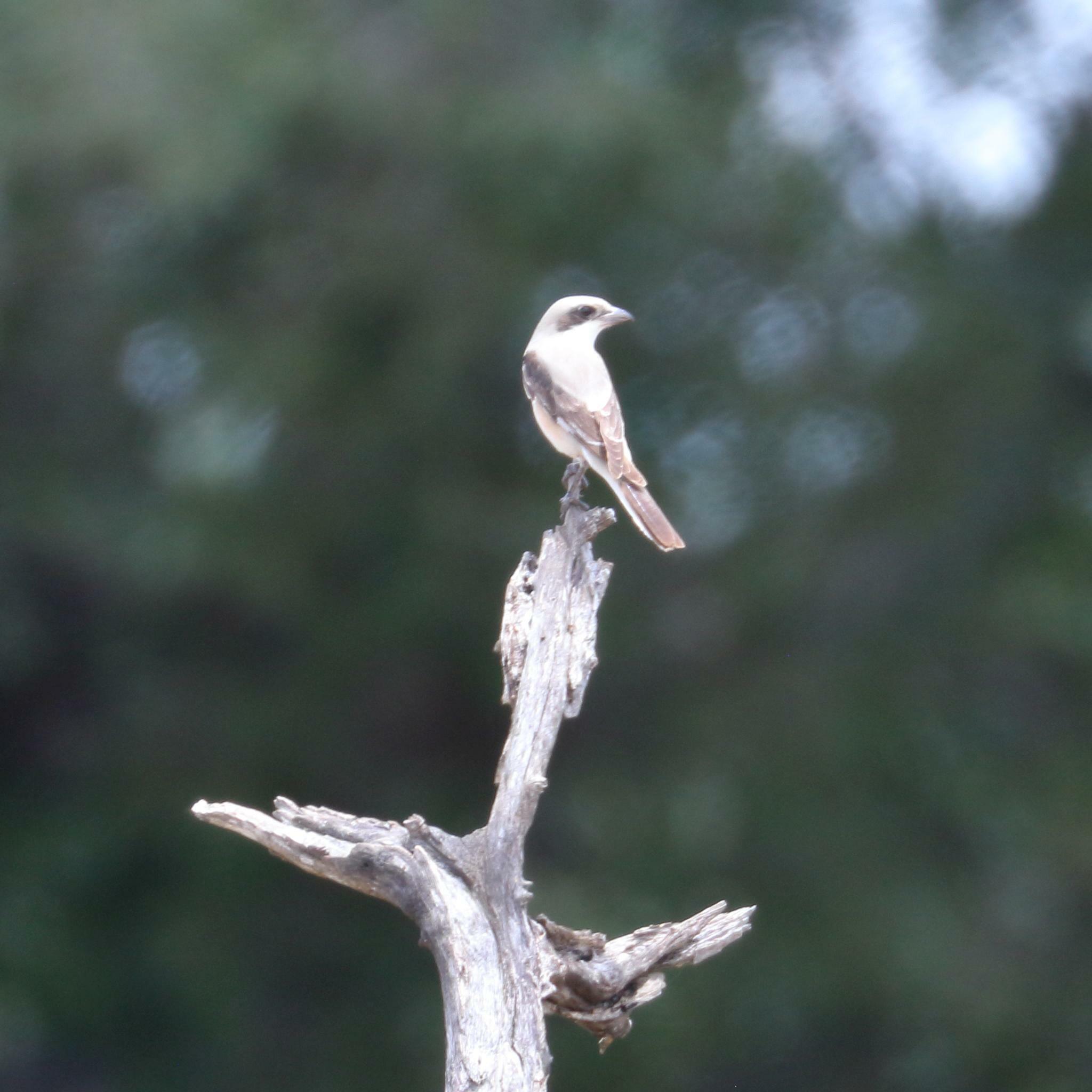 Lesser Grey Shrike