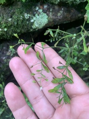 Micranthes petiolaris