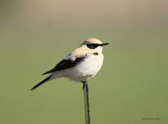 Oenanthe hispanica