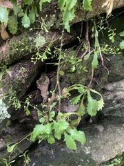 Micranthes petiolaris