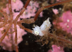 Lophodoris danielsseni